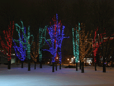 Decorative lighting of trees using LED twinkle lights