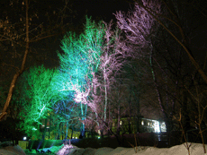 Decorative lighting of trees using metal halide spotlights